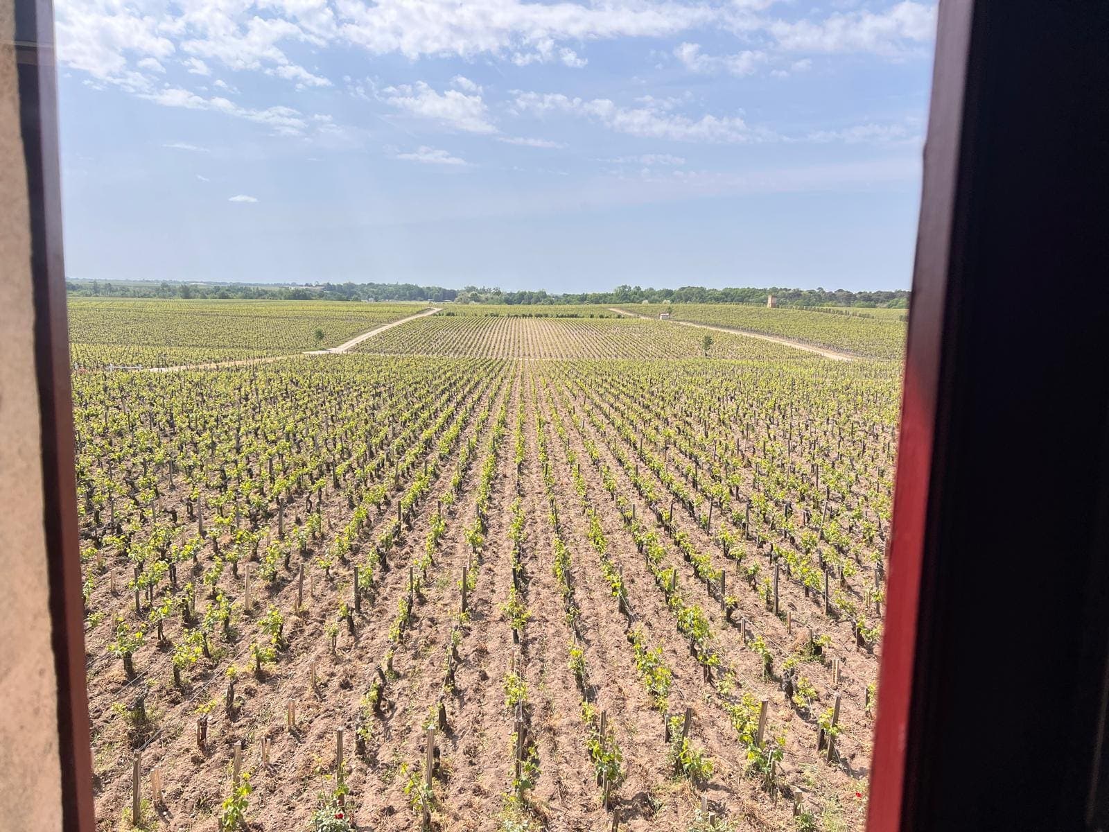 Rangs de vigne à perte de vue, vus depuis une fenêtre, sous un ciel légèrement voilé